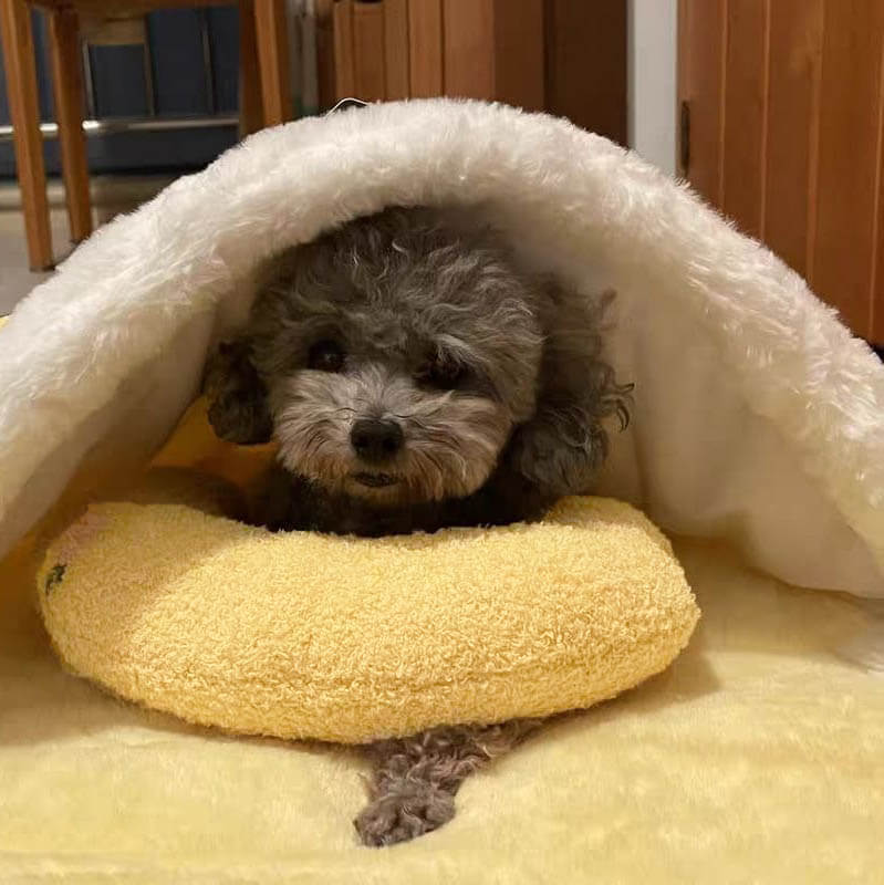 CozyPaws⢠The Ultimate Comfort Pillow